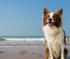 开云体育-锡安爆发撕裂防线，猛龙巅峰对决险胜掘金