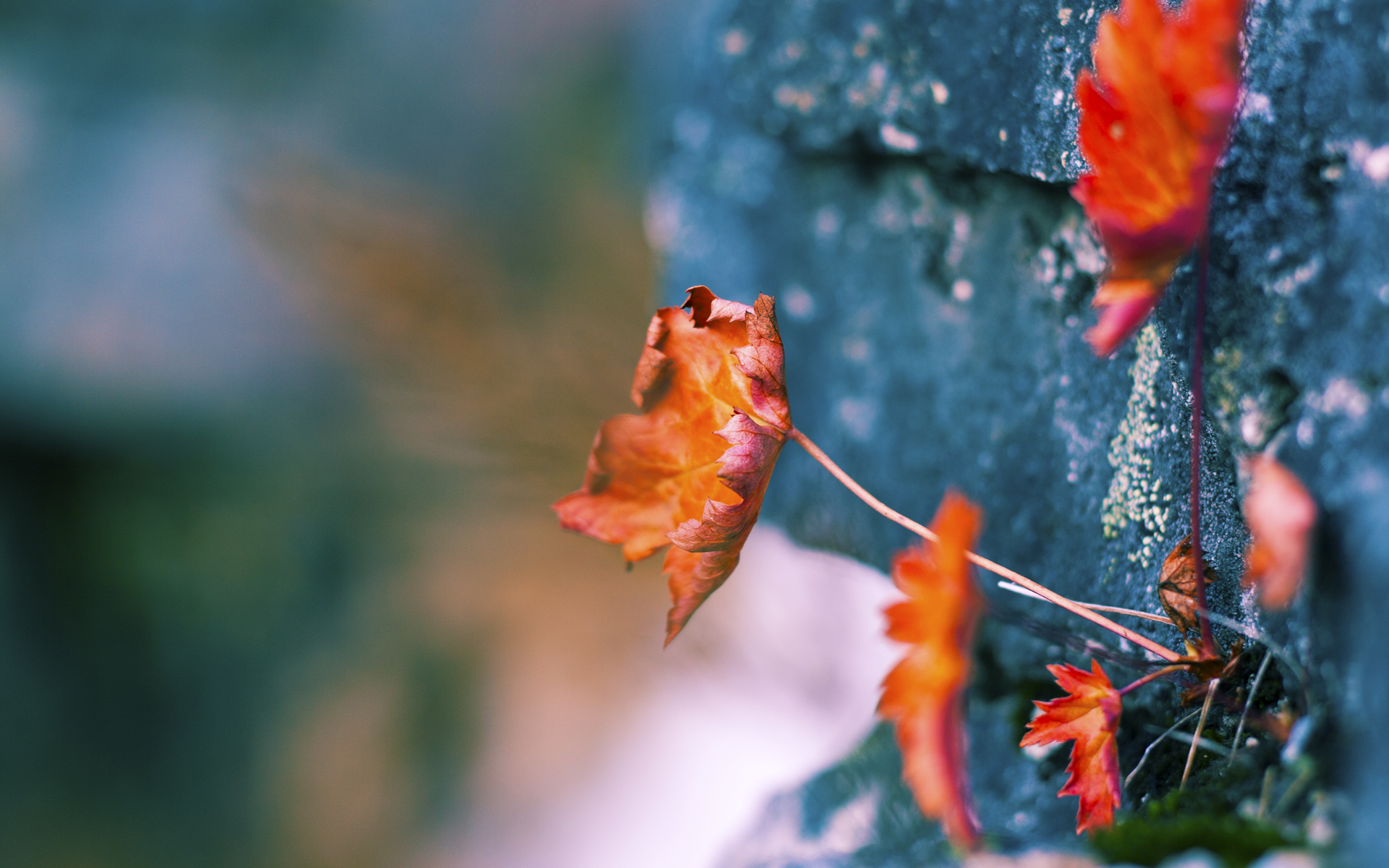 塞维利亚铁血破局，罗德里戈一剑封喉击碎苏格兰神话